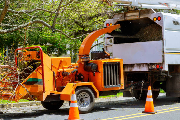 Tree and Shrub Care in Clifton Knolls Mill Creek, NY