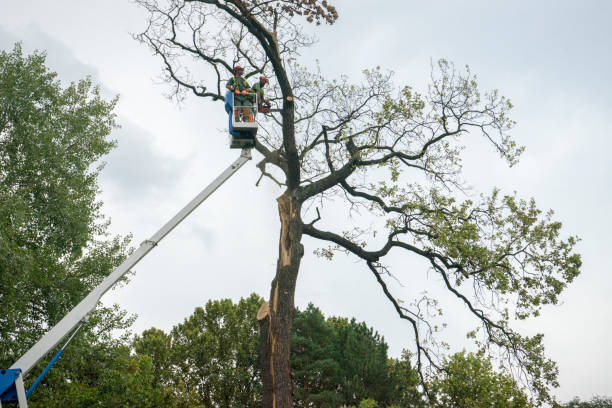 How Our Tree Care Process Works  in  Clifton Knolls Mill Creek, NY